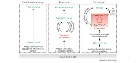 Tolerance And Exhaustion Defining Mechanisms Of T Cell Dysfunction