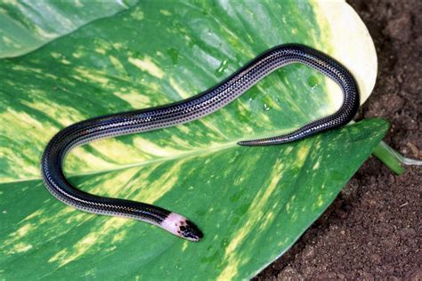 Common Sunbeam Snake Xenopeltis Unicolor