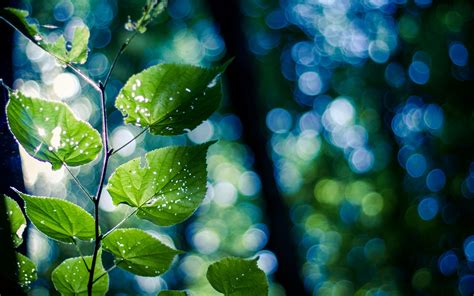 Green Nature Branch Leaves Bokeh Wallpaper Nature And Landscape