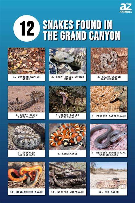 Discover 12 Snakes Slithering Around The Grand Canyon A Z Animals