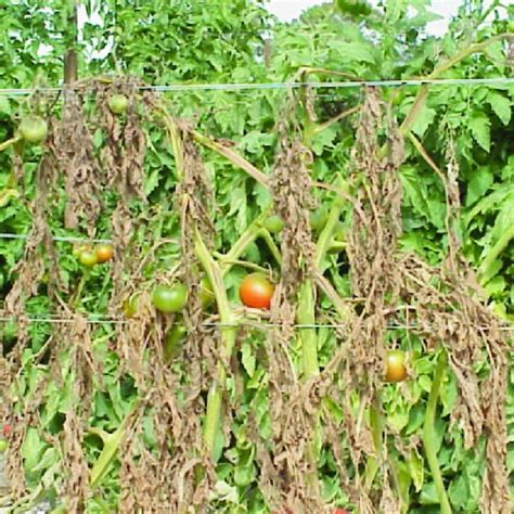 Symptoms Of Fusarium Wilt In A Commercial Planting Of Fieldgrown