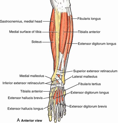 Labeling shoulder ligaments and tendons. ANATOMY 11 - LEG/ANKLE JOINT at Touro University (NV) - StudyBlue