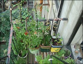 Real guests • real stays • real opinions. How to Start Apartment Vegetable Gardening | Small Space ...