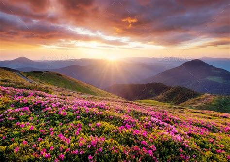 Blossoming Flowers In The Mountains During Sunset Summer Landscape