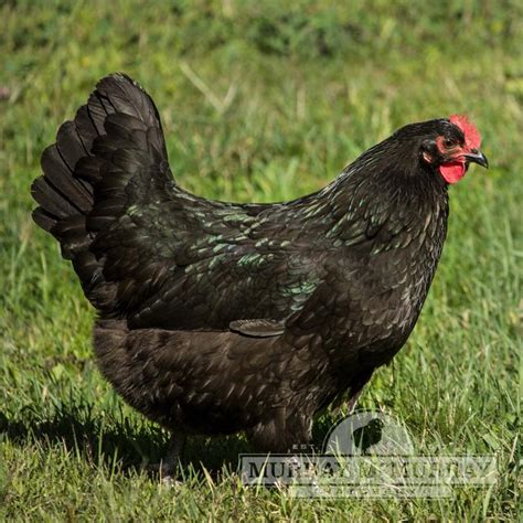 black chickens 19 black chicken breeds and how to choose the best one for you homestead