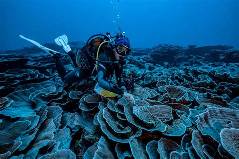 coral reefs pristine community discovered in deep water off the coast of tahiti new scientist