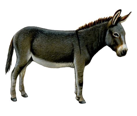 Download Donkey Png File Hd Hq Png Image Freepngimg