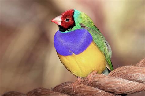 Red Faced Gouldian Finch Photograph By John Absher Fine Art America