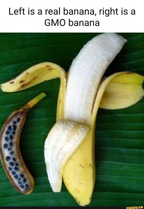 Left Is A Real Banana Right Is A Gmo Banana Ifunny