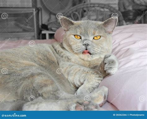 Poking Tongue Out Cat Stock Photo Image Of British Poke 30262266