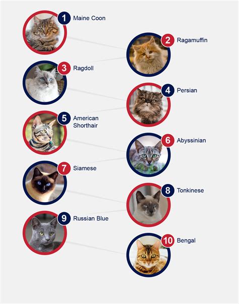 Popular Breeds Of Cats Petlifenz™