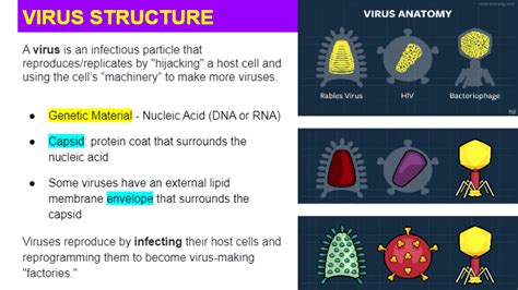Intro To Virus Biology Quizizz