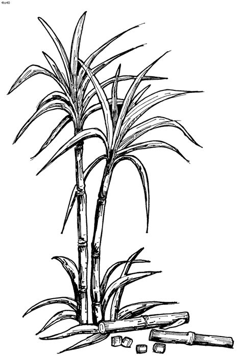 Pin the clipart you like. free clipart of sugarcane - Clipground