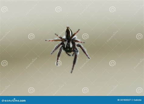 Aranha Preta Com Branca