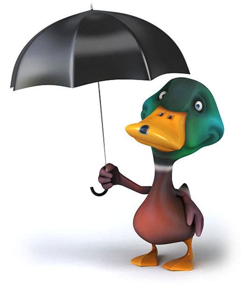 Duck With Umbrella Cartoons Stock Photos Pictures And Royalty Free