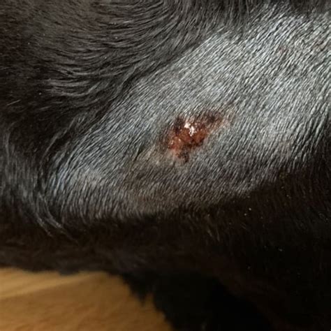 At Home Hot Spot Treatment And How To Prevent Them Preventive Vet
