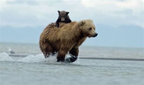 Cute Grizzly Cub Is A Bear Back Rider As It Clings On To Mother