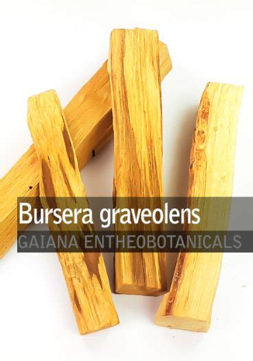 Bursera Graveolens Palo Santo Gaiana