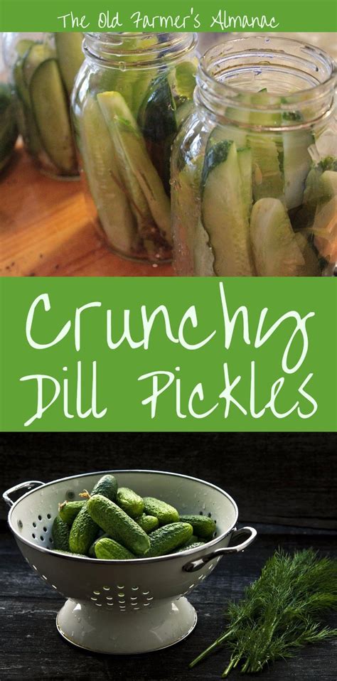 Crunchy Dill Pickles Recipe In 2020 Homemade Pickles