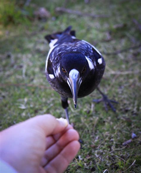 We did not find results for: The Australian Magpie (Gymnorhina tibicen) | These magpies ...