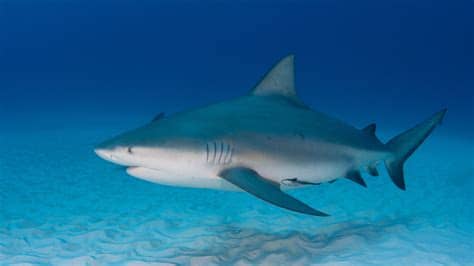 They might take longer to load on slower connections. 11 Facts About Bull Sharks | Mental Floss