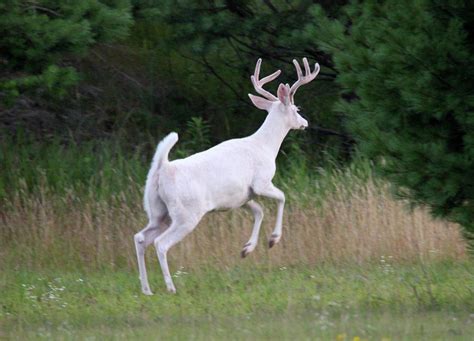 Running White Buck Photograph By Brook Burling Fine Art America