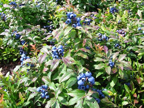 Ces variétés sont cultivées industriellement au canada et aux. Le blogue des "Bleuets du Lac Saint-Jean": Le Lac St-Jean ...