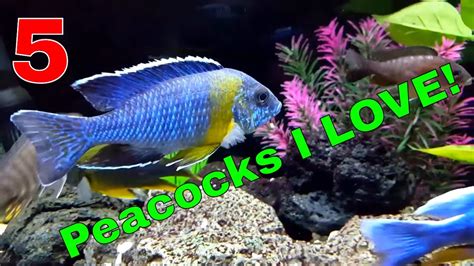 African Cichlids 5 Peacocks I Love Youtube