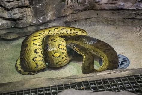 The New Anaconda Is The Longest Snake Recorded At The Zoo Milwaukee