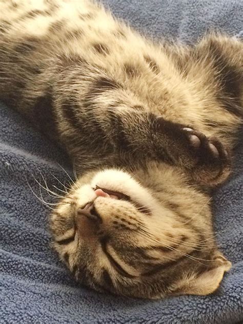 My Kitty Sleeping With A Derpy Face Bored Panda