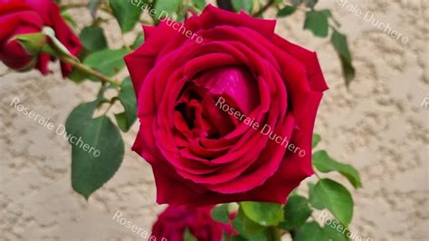 Roses Ducher Climbing Rose Chateau Clos Vougeot