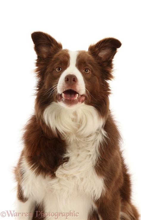 Dog Chocolate And White Border Collie 5 Years Old Photo Wp48518