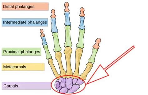 Tangan kebas sebelah kiri, penyebabnya tak hanya serangan jantung. Fungsi Tulang Telapak Tangan - Gambar, Letak, dan Strukturnya