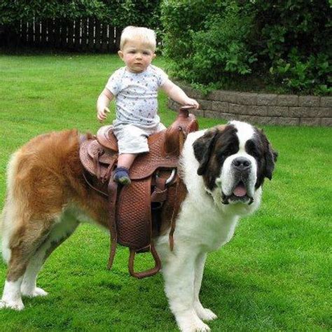 Gentle Giant Dogs Being Absolutely Adorable With Little Kids