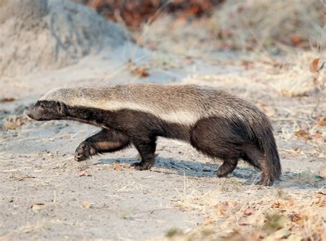 Kouloula Le Ratel Lanimal Qui Défonçait Les Lions