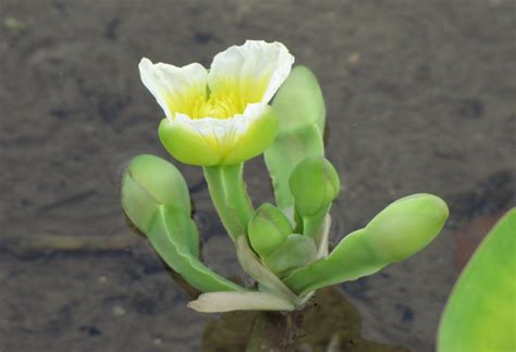 Hong Kong Wetland Park Biodiversity Corner Beauty Of Wetlands