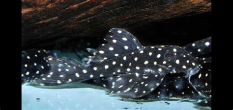 The Amazing L201 Pleco Everything You Need To Know Just Fish Things