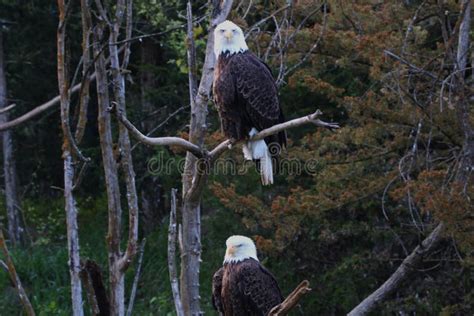 Mature Bald Eagle Stock Image Image Of America Birds 166358911