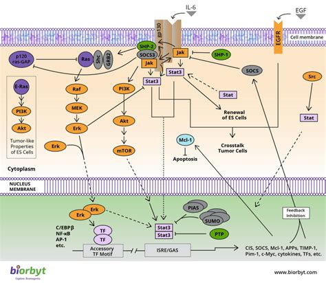 Jak Stat Signaling Pathway Stats Signal Transducers And Activators Of