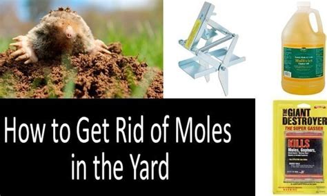How To Get Rid Of Gophers And Moles Humanely Pic Corn