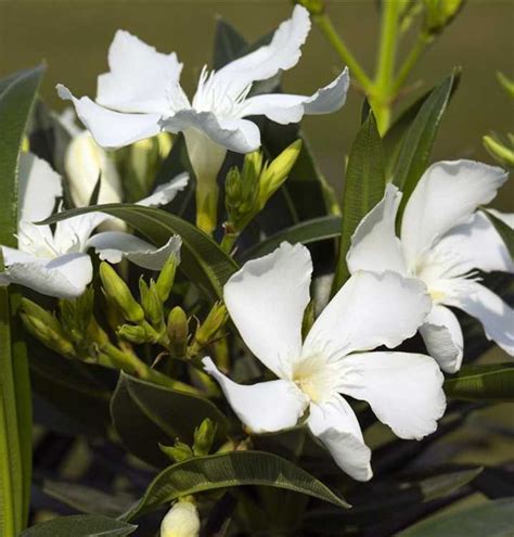 We did not find results for: Nerium oleander, weiß