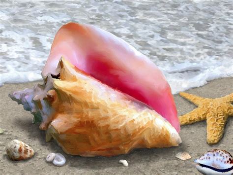 Conch Shell