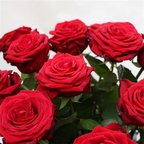 We did not find results for: Hier können Sie eine Grußkarte auswählen. - Blumenversand ...