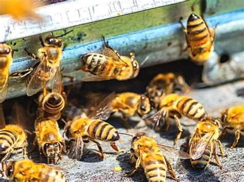 Honey Bee Pheromones How They Shape Hive Life Carolina Honeybees