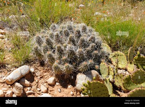 Cactus At Living Desert Zoo And Gardens Carlsbad New Mexico Stock Photo