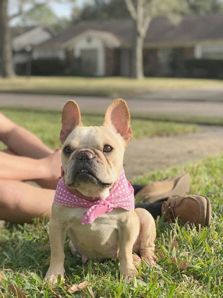 Due to their uneven weight distribution, french bulldogs should not be allowed to swim without a lifejacket, even under. French bulldog rescue virginia | Dogs, breeds and ...
