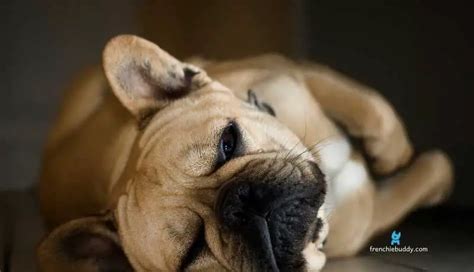 12 Warning Signs Your French Bulldog Is Dying Frenchie Buddy
