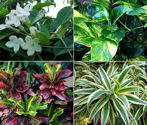10 Elegant plants for Vertical Garden | living wall - NatureBring