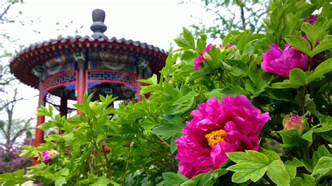 Peonies In Full Bloom In Beijing Cgtn
