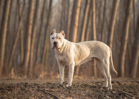 Dogo Argentino Conheça Esta Raça De Cães E As Suas Caraterísticas